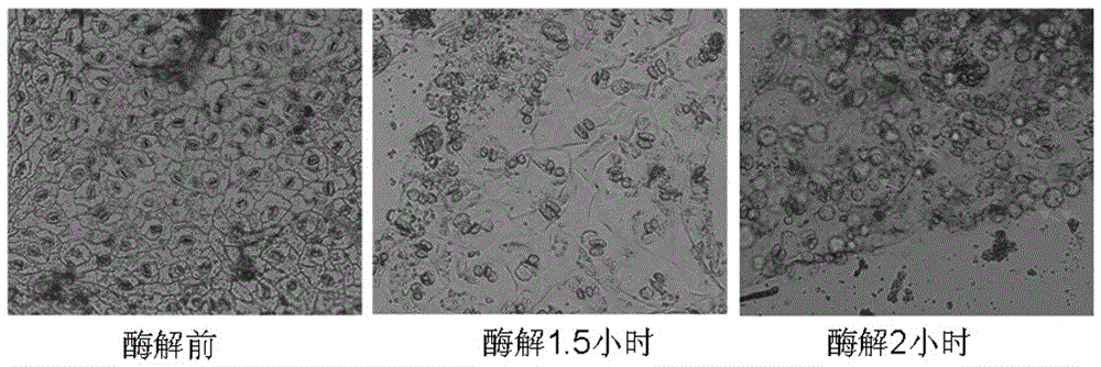 A method for isolating cotton guard cell protoplasts