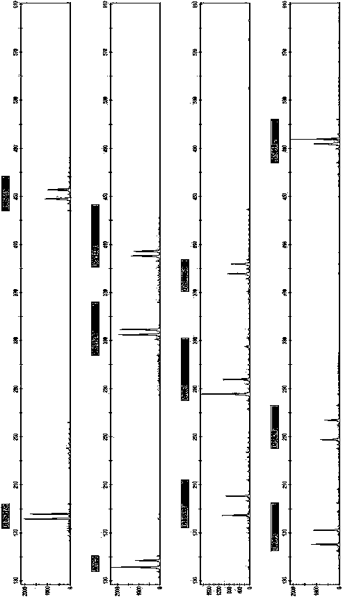 New short nucleotide tandem repeat site and application thereof