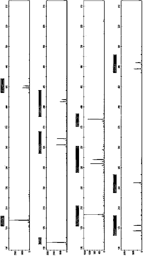 New short nucleotide tandem repeat site and application thereof