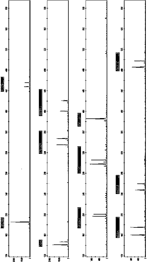 New short nucleotide tandem repeat site and application thereof