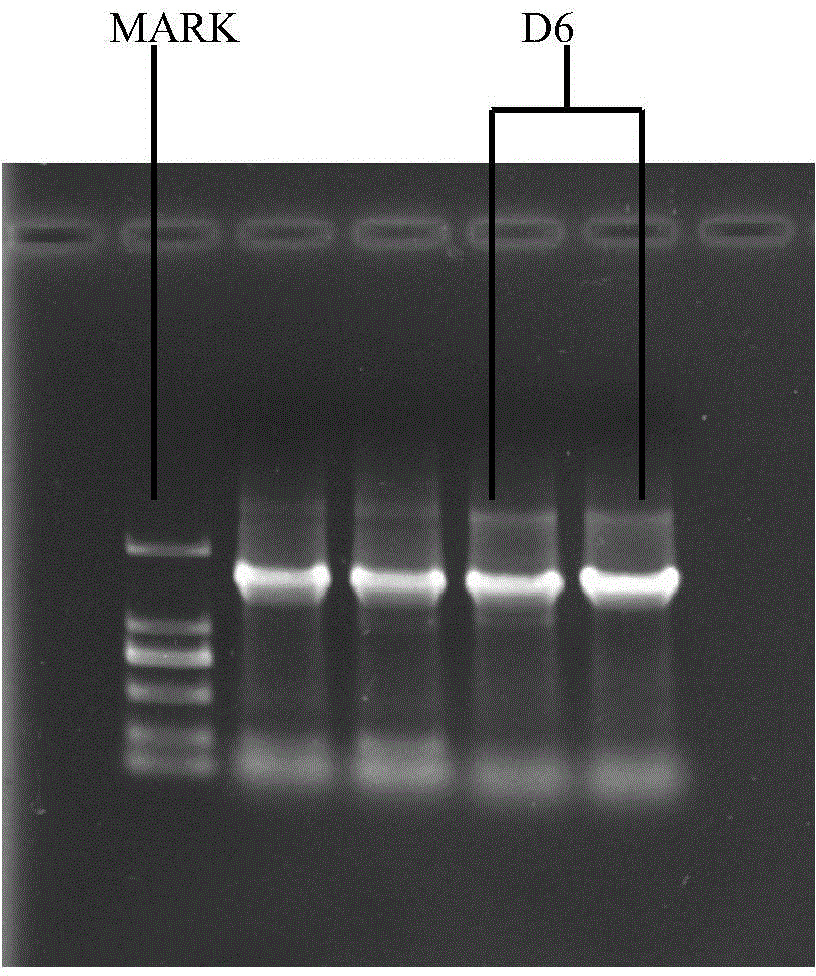 High-flocculation capability bacterial strain and use thereof