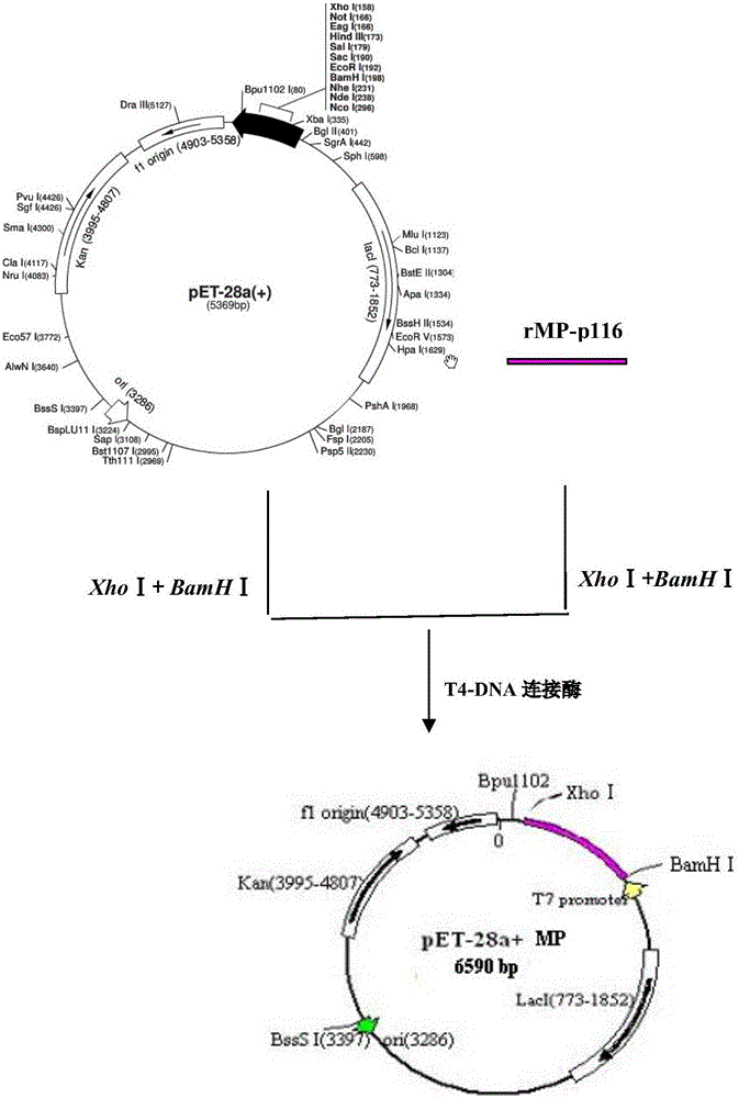 A kind of recombinant mycoplasma pneumoniae protein and its application