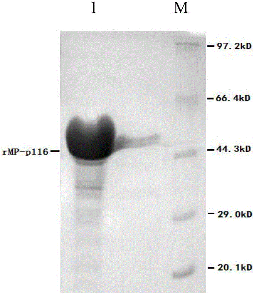 A kind of recombinant mycoplasma pneumoniae protein and its application