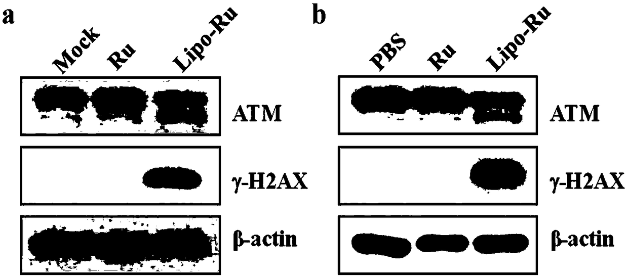 Lipidosome encapsulated ruthenium polypyridine complex and application thereof