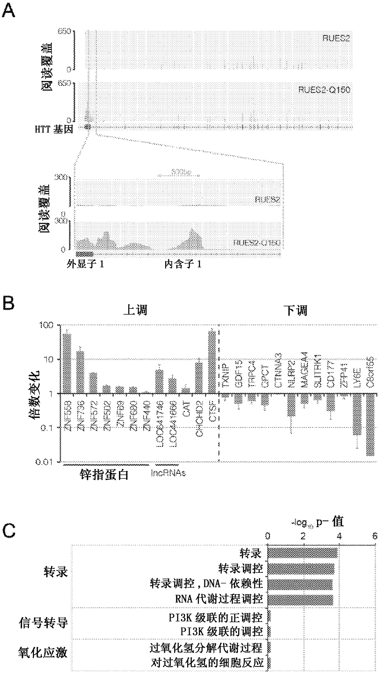 Embryonic cell-based therapeutic candidate screening systems, models for huntington's disease and uses thereof