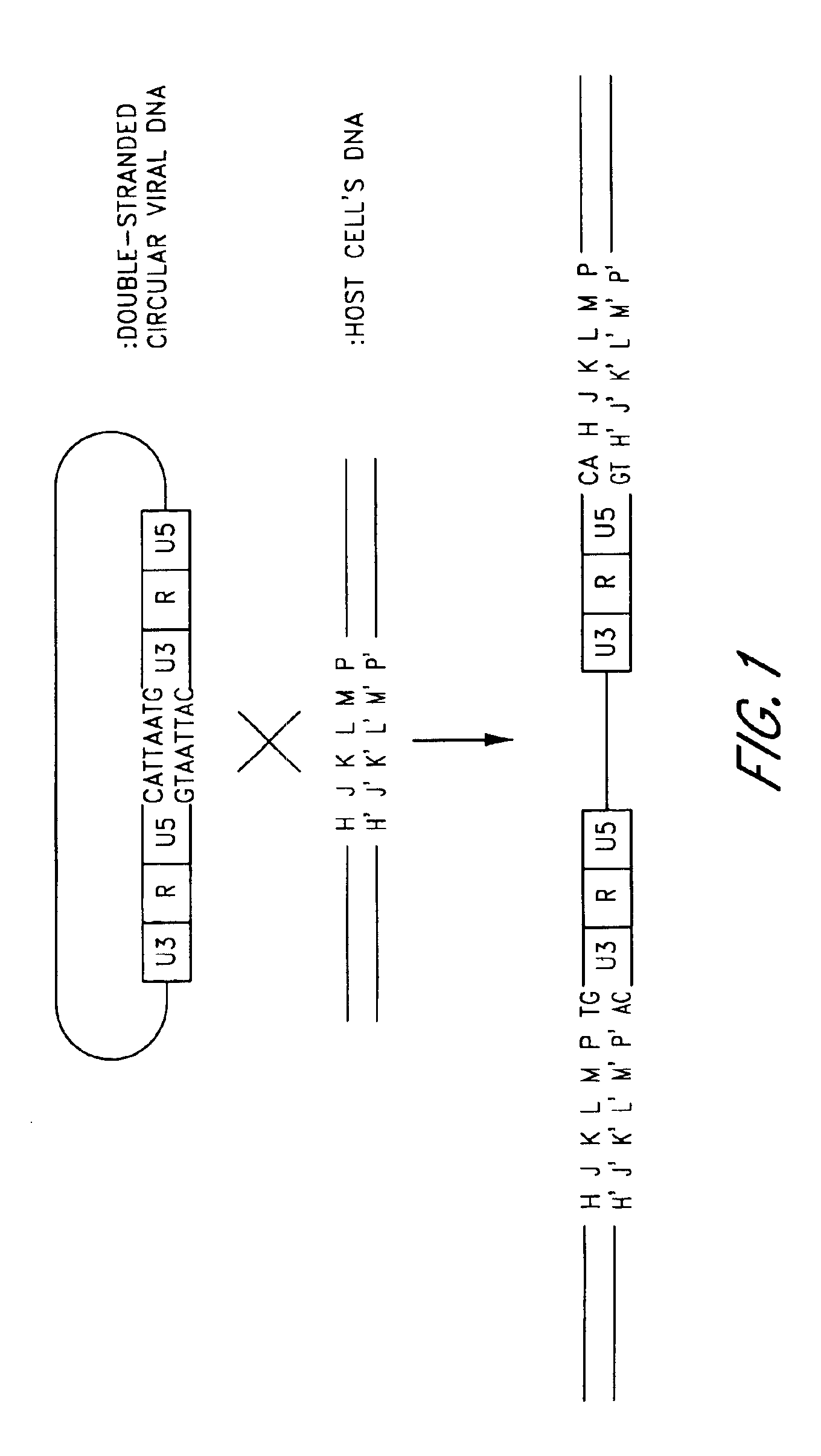 Plasmid vector comprising a retroviral integrase gene and an integrase recognition region