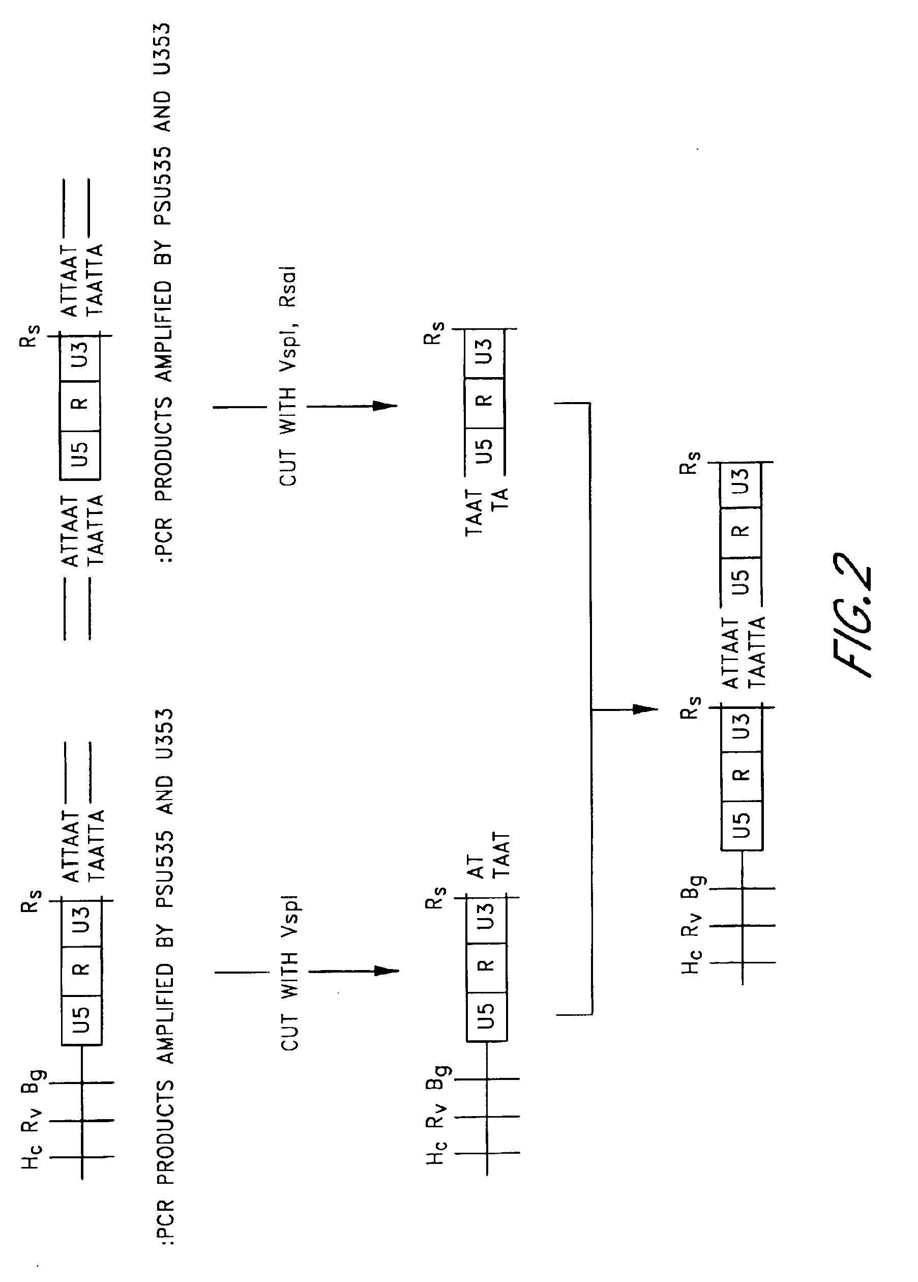 Plasmid vector comprising a retroviral integrase gene and an integrase recognition region