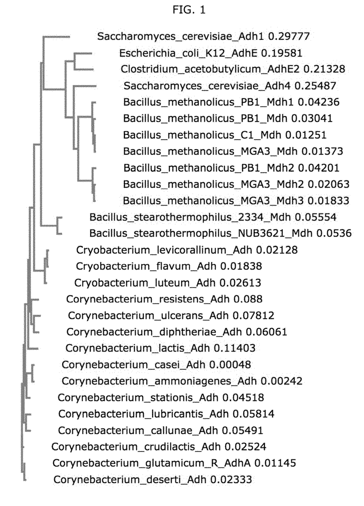 Synthetic methylotrophs