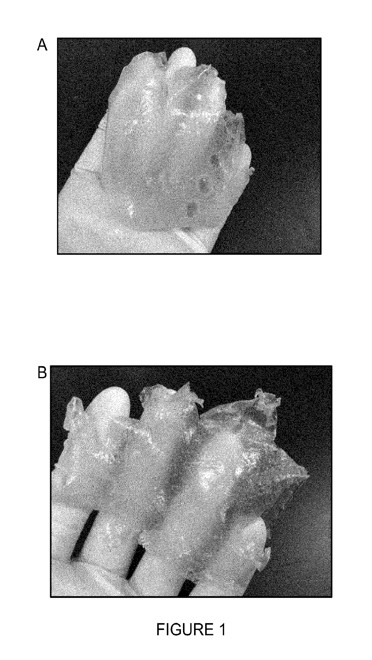 Edible and biodegradable package materials