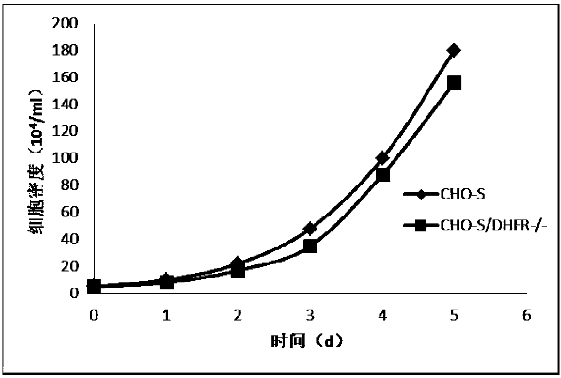 A kind of sgRNA sequence and its application of specific knockout dihydrofolate reductase gene