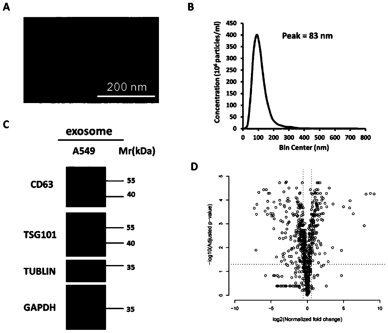 Molecular marker relevant to non-small-cell lung cancer prognosis and application thereof