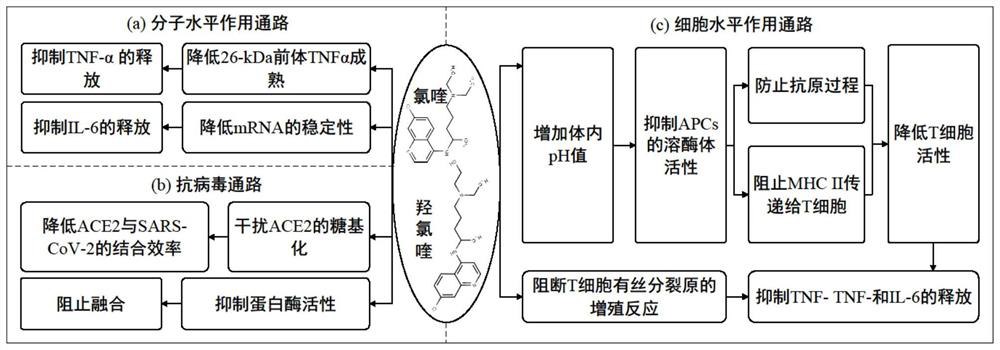 A drug discovery method for anti-COVID-19 based on network characterization