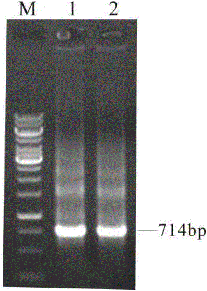 Brown planthopper carbonic anhydrase gene segment and application thereof