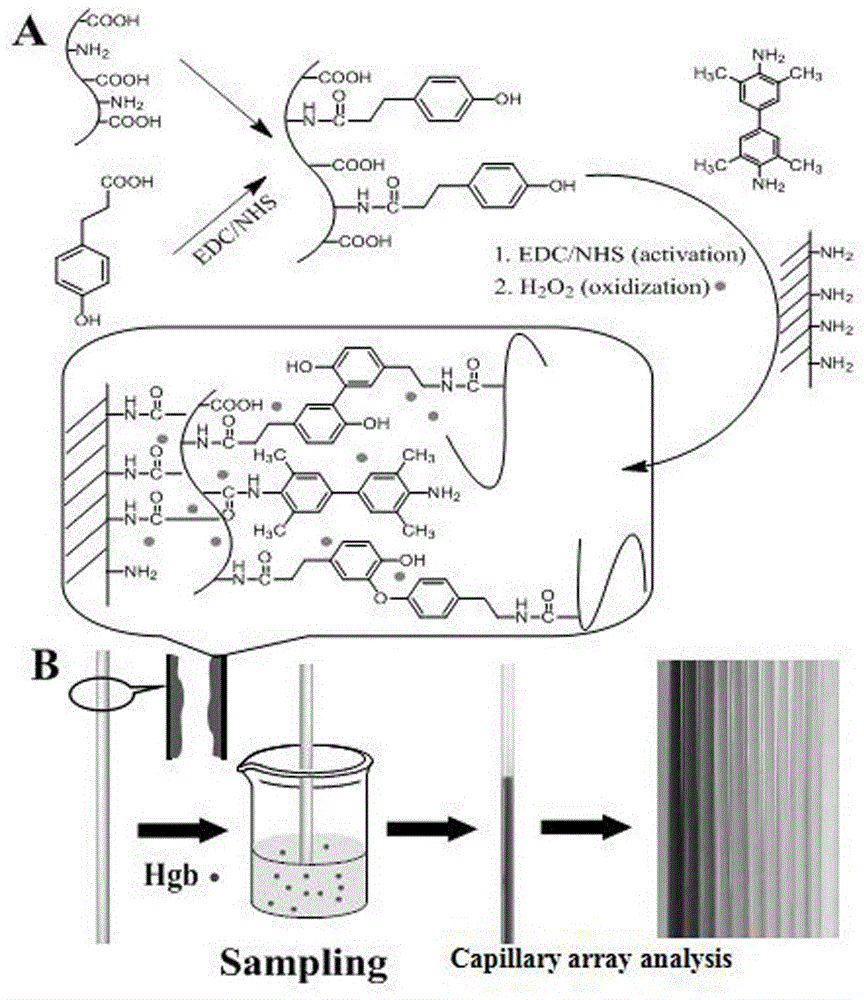 Preparation method and application of capillary array for rapid occult blood detection