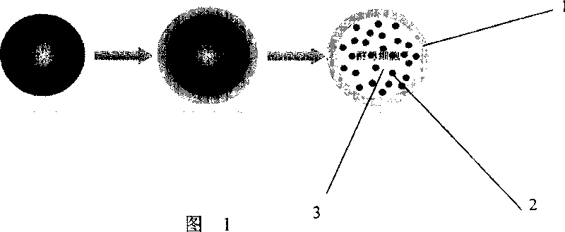 Alginate capsule immobilized with cell and preparation method thereof