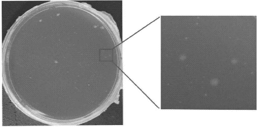 Borrelia BSK storage liquid culture medium and single colony separating and purifying method and application thereof