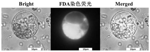 Preparation and conversion method of soybean protoplasts