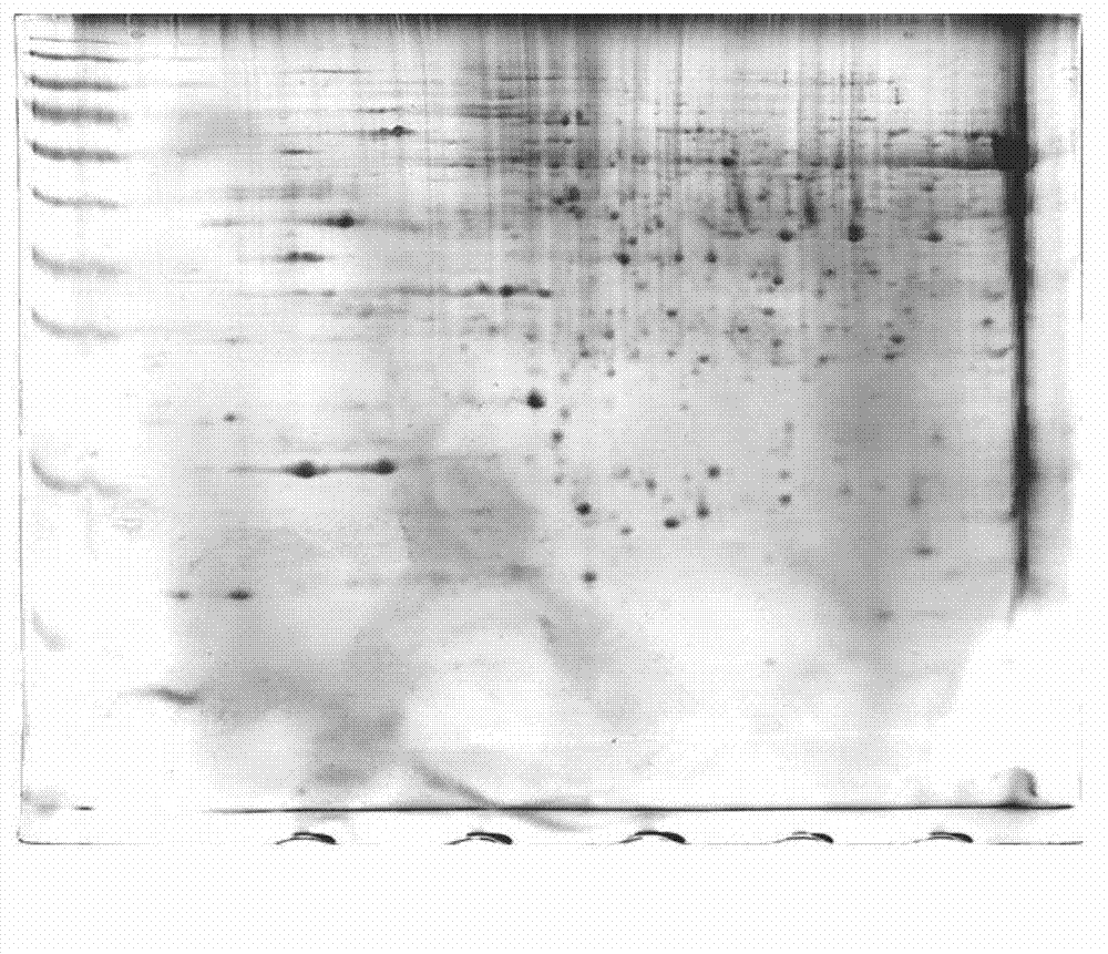 Method for extracting total plant proteins