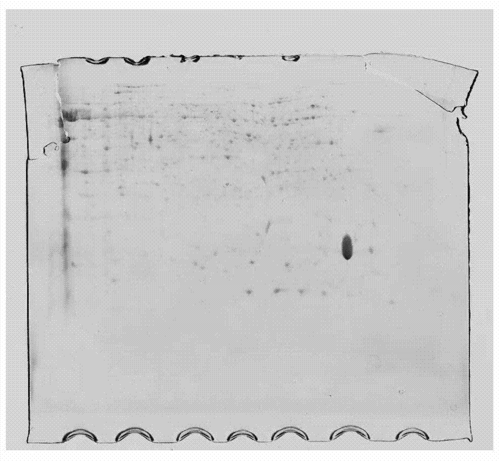 Method for extracting total plant proteins