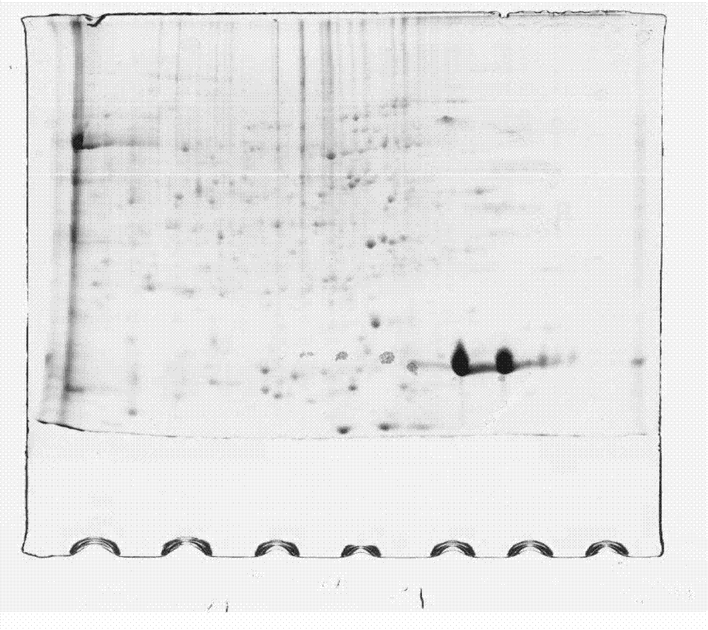 Method for extracting total plant proteins