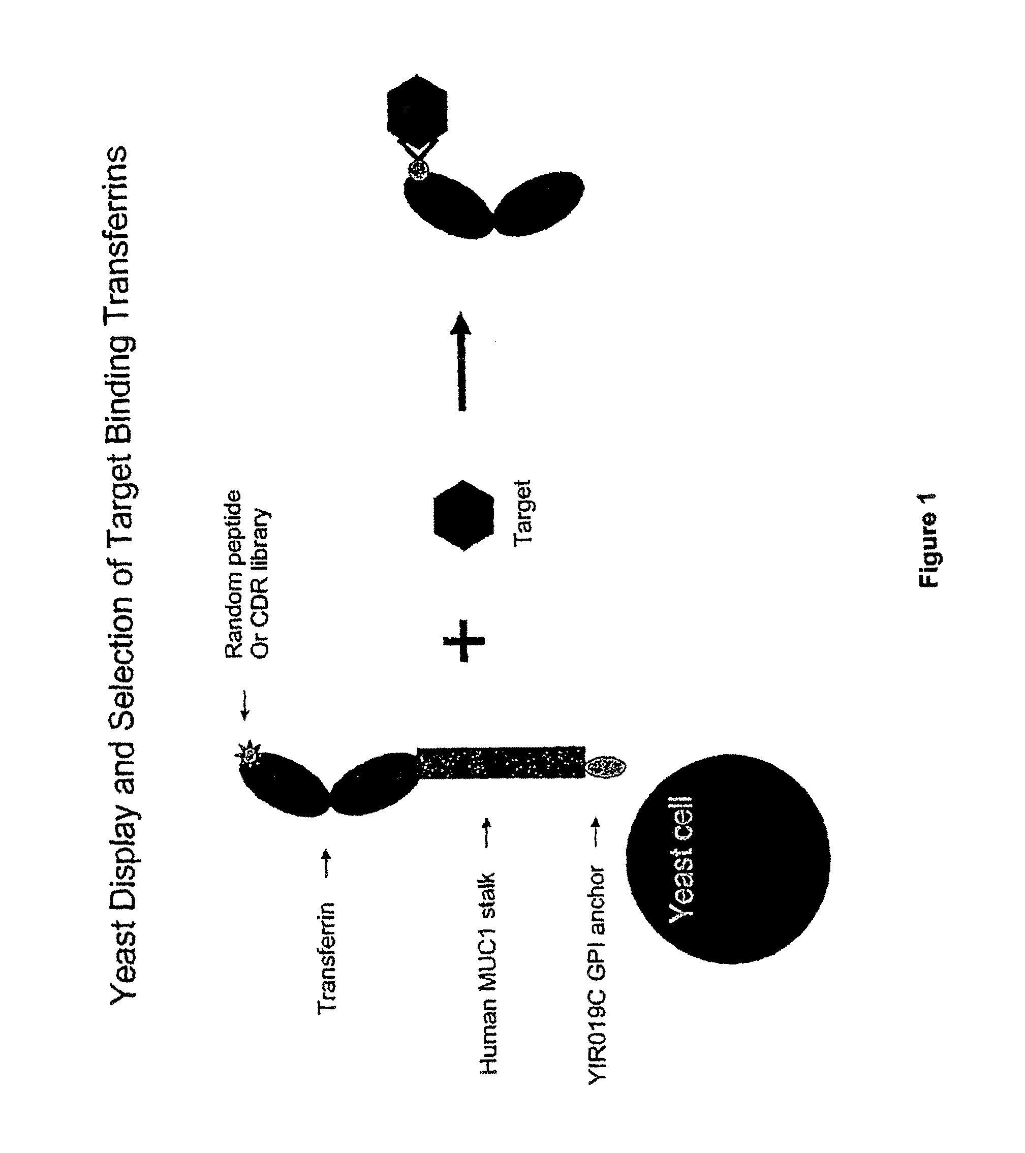 Transferrin fusion protein libraries