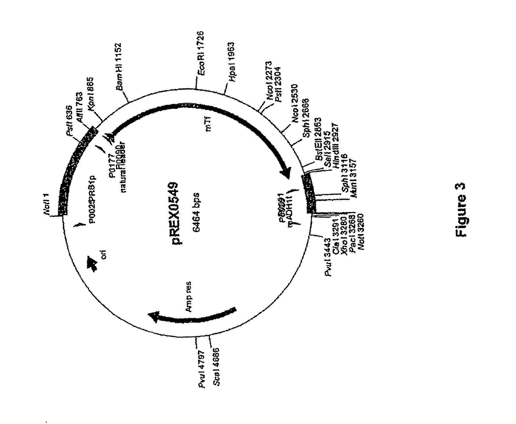 Transferrin fusion protein libraries