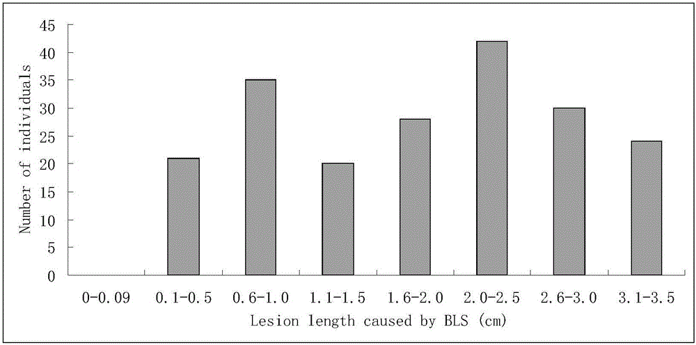 Molecular marker of main active gene BLS1 of paddy rice resisting bacterial streak and application of molecular marker