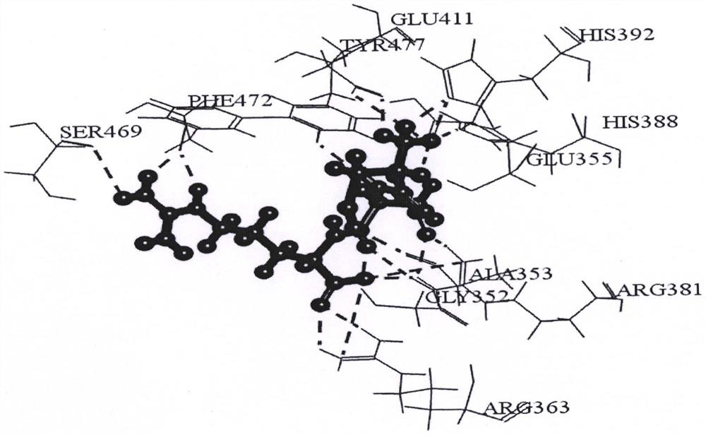 Bioactive peptides with apn inhibitory effect