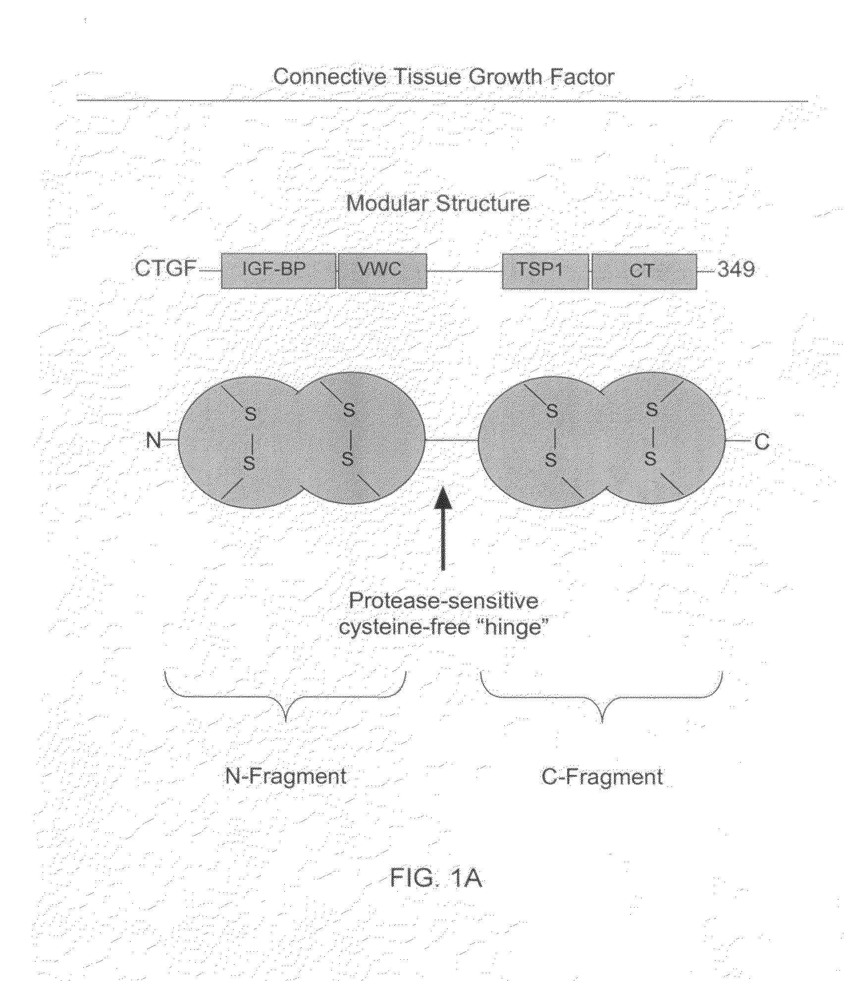 Antibodies that bind to a portion of the VWC domain of connective tissue growth factor