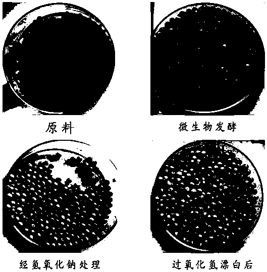 Method for decolorizing white pepper through microbial fermentation