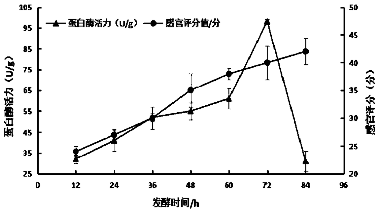 Method for decolorizing white pepper through microbial fermentation