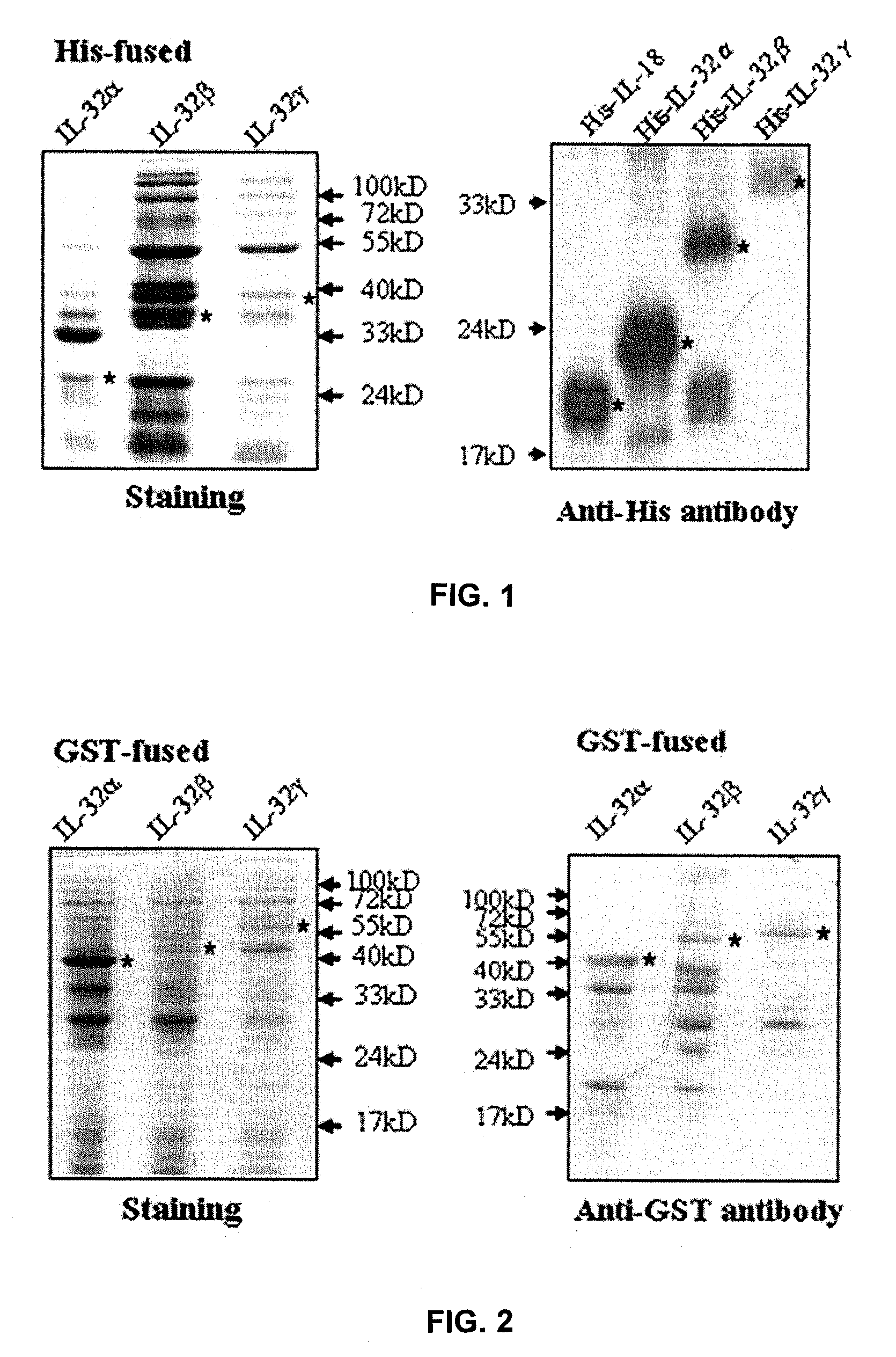 IL-32 monoclonal antibodies and uses thereof