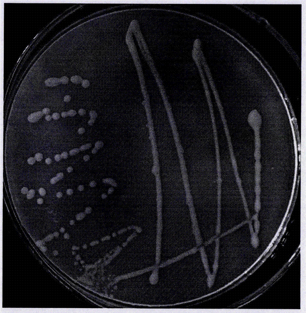 Rhodococcus DSH capable of degrading environmental hormone bisphenol A, and applications thereof