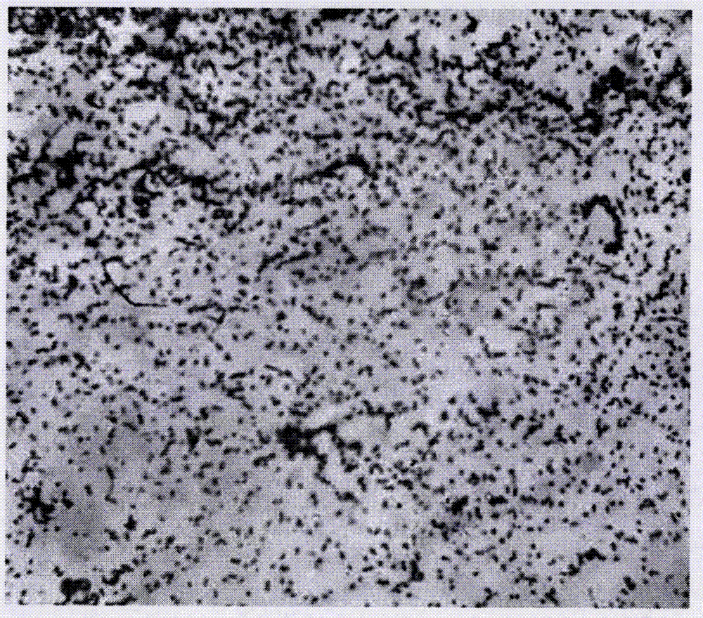 Rhodococcus DSH capable of degrading environmental hormone bisphenol A, and applications thereof