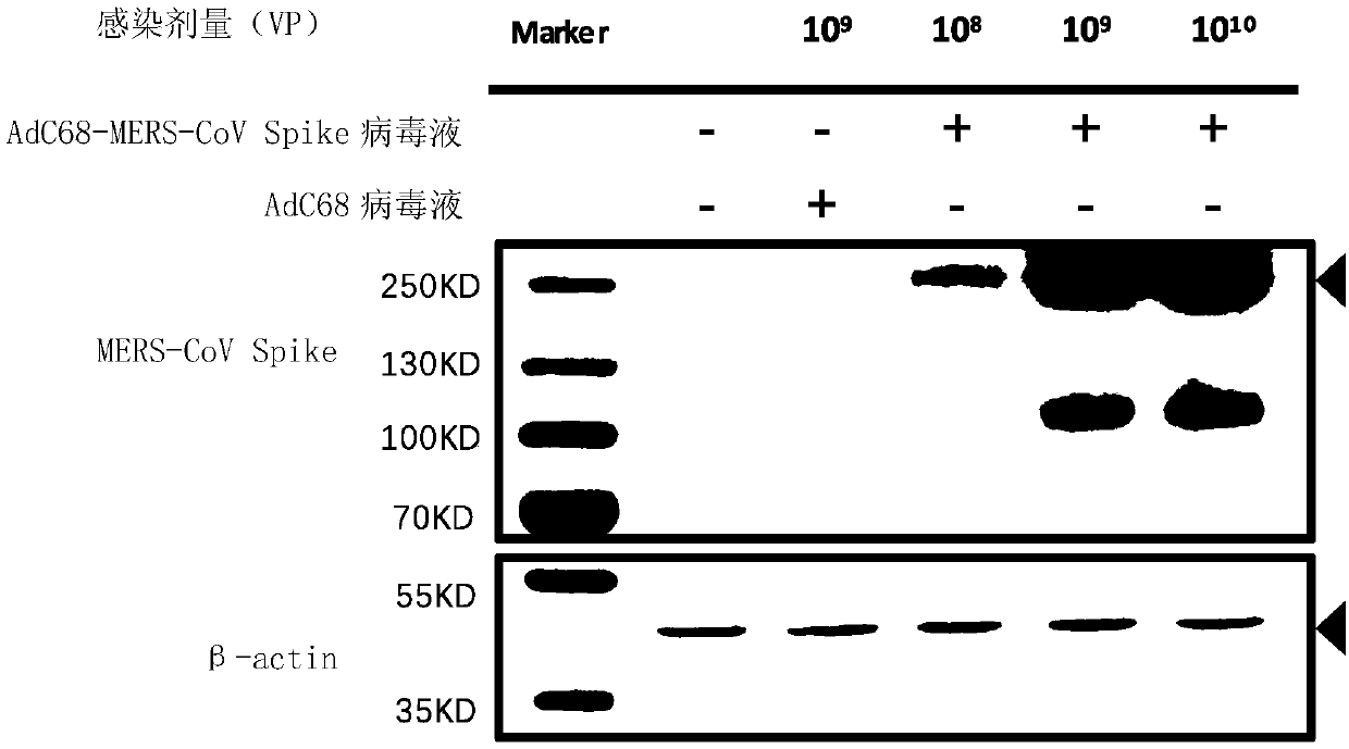 New coronavirus vaccine based on chimpanzee adenovirus type 68 and MERS-CoV full length membrane protein