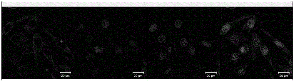 Drug-carrying TAT-CS modified carbon nanotube and preparation method and application thereof