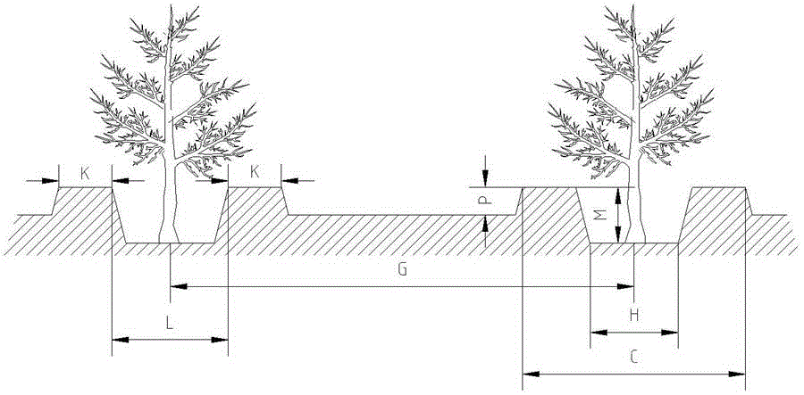 Planting method for achieving continuous high and stable almond yield under intercropping condition