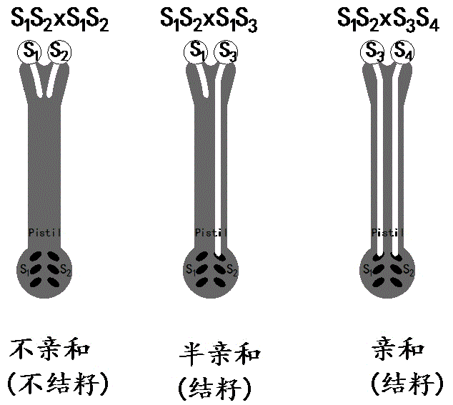 Planting method for achieving continuous high and stable almond yield under intercropping condition