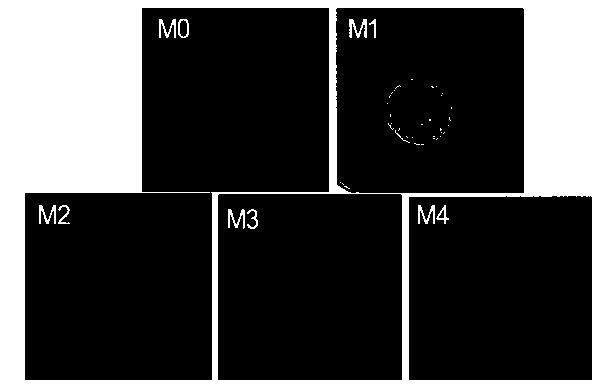 Antibacterial polyvinylidene fluoride membrane and preparation method thereof