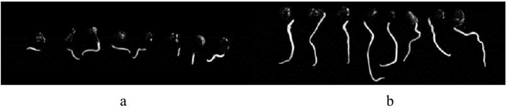 Paenibacillus polymyxa for resisting multiple peony pathogenic bacteria and application thereof