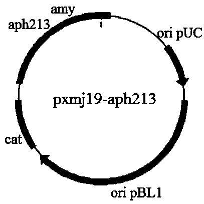 Preparation method of α-amylase