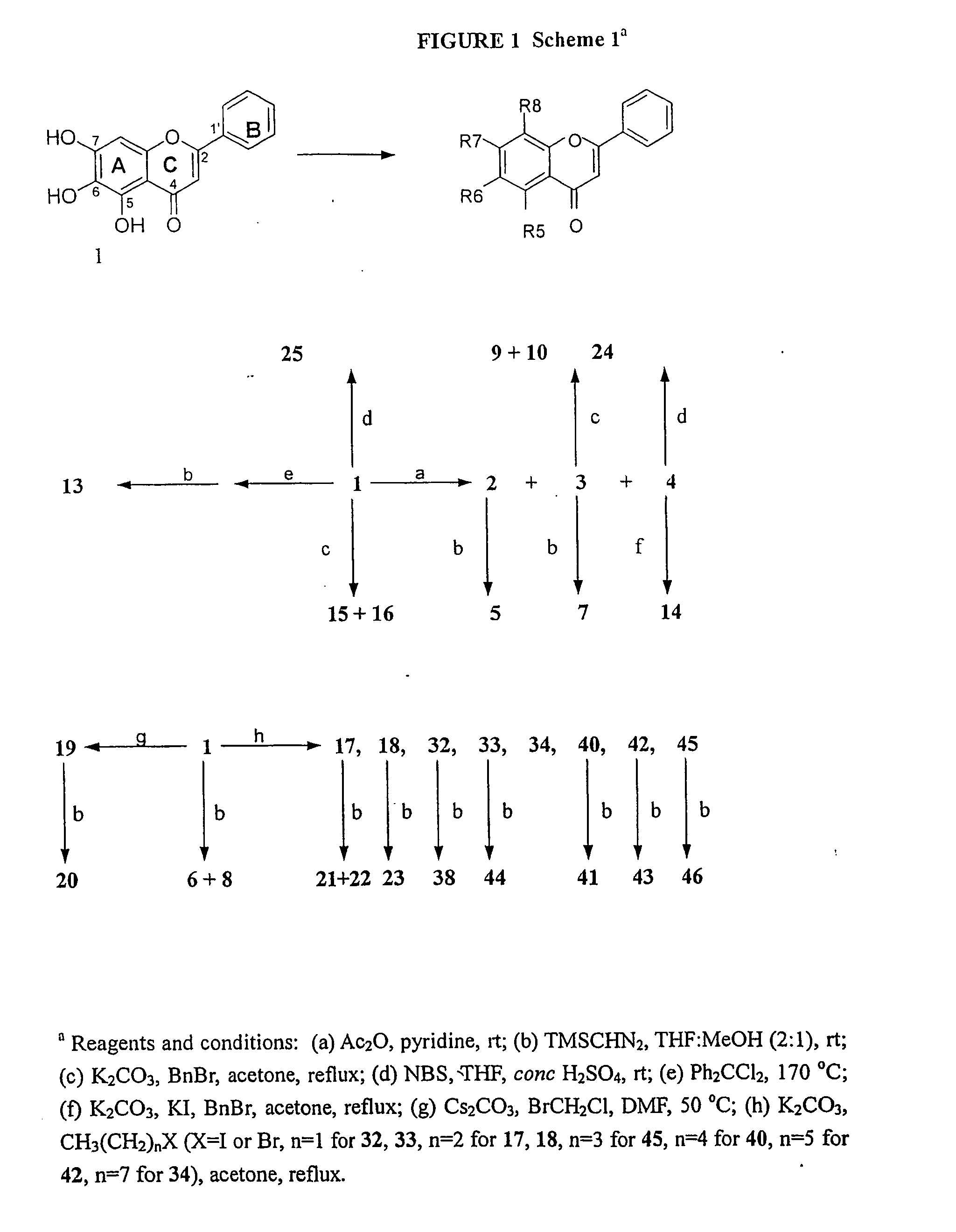 Compounds and methods to increase anti-p-glycoprotein activity of baicalein by alkylation on the a ring