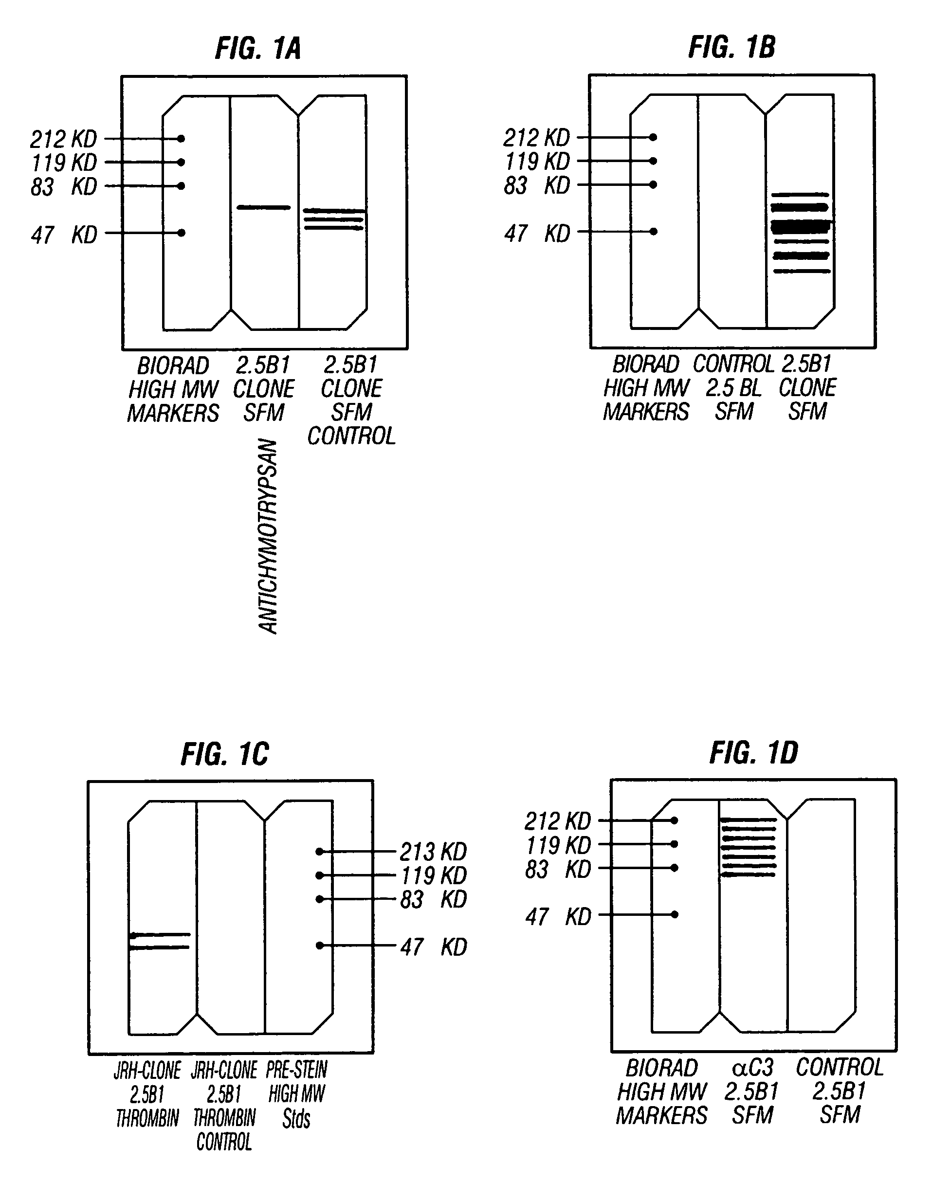 C3A serum-free clonal cell line and methods of use