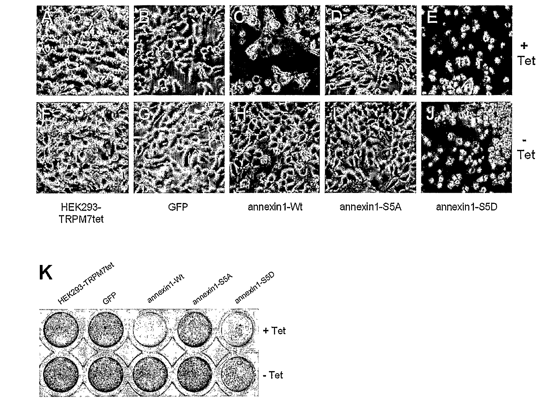 Novel modification of immunomodulatory protein