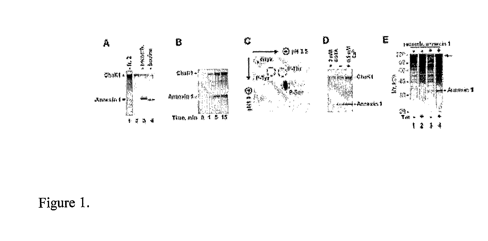 Novel modification of immunomodulatory protein