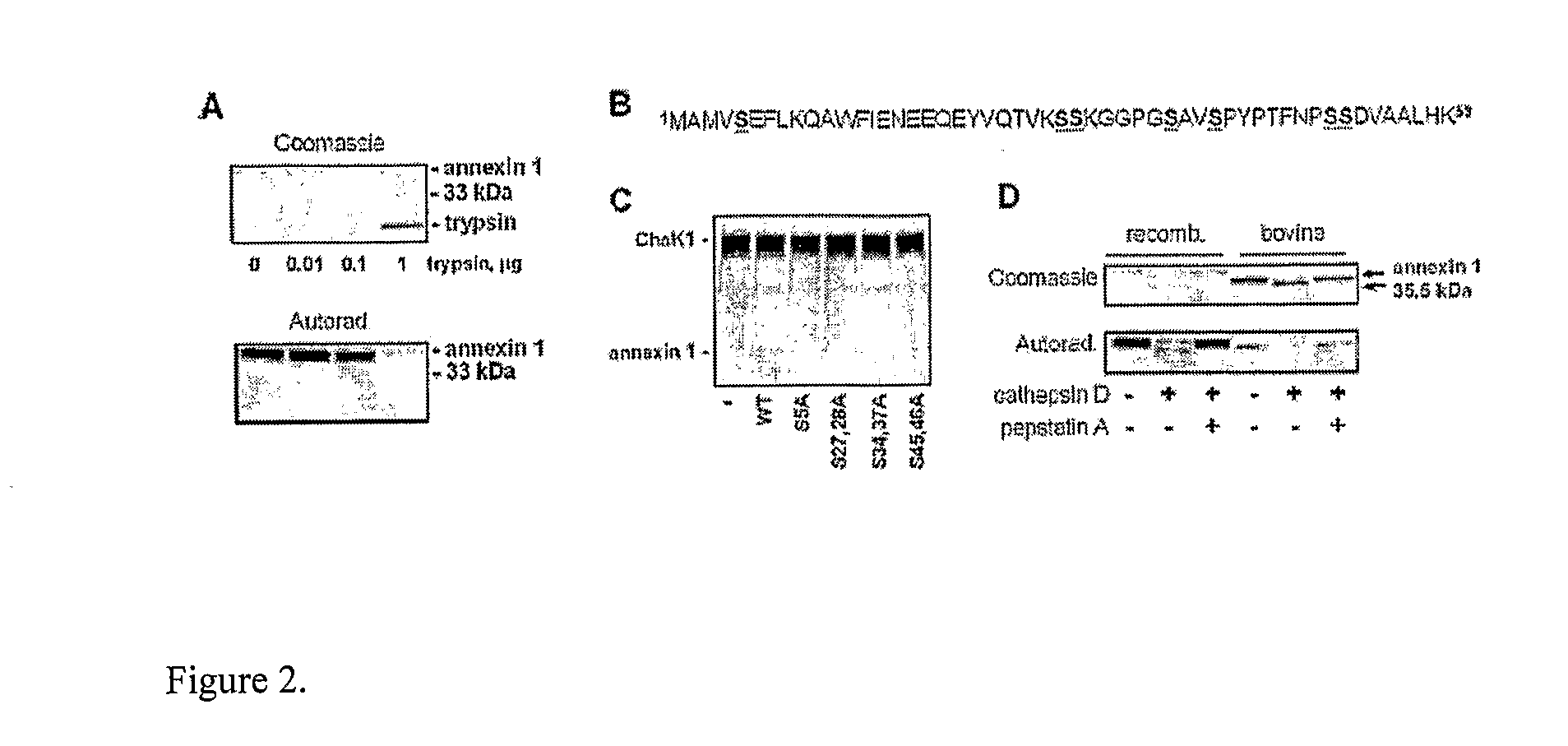 Novel modification of immunomodulatory protein