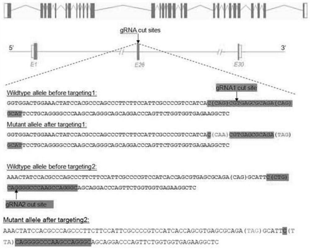 Construction method of point mutation glanzmann's thrombasthenia (GT) mouse model