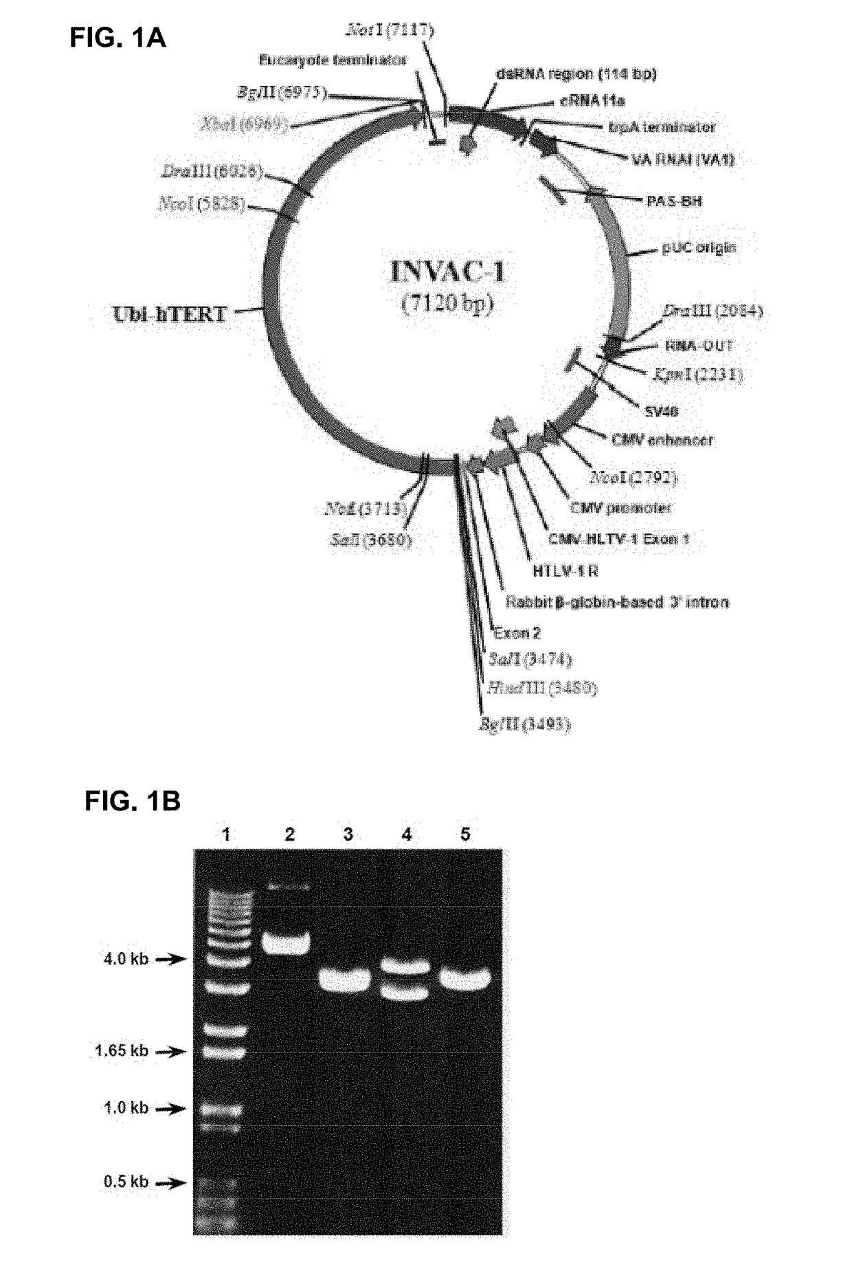 Telomerase encoding DNA vaccine