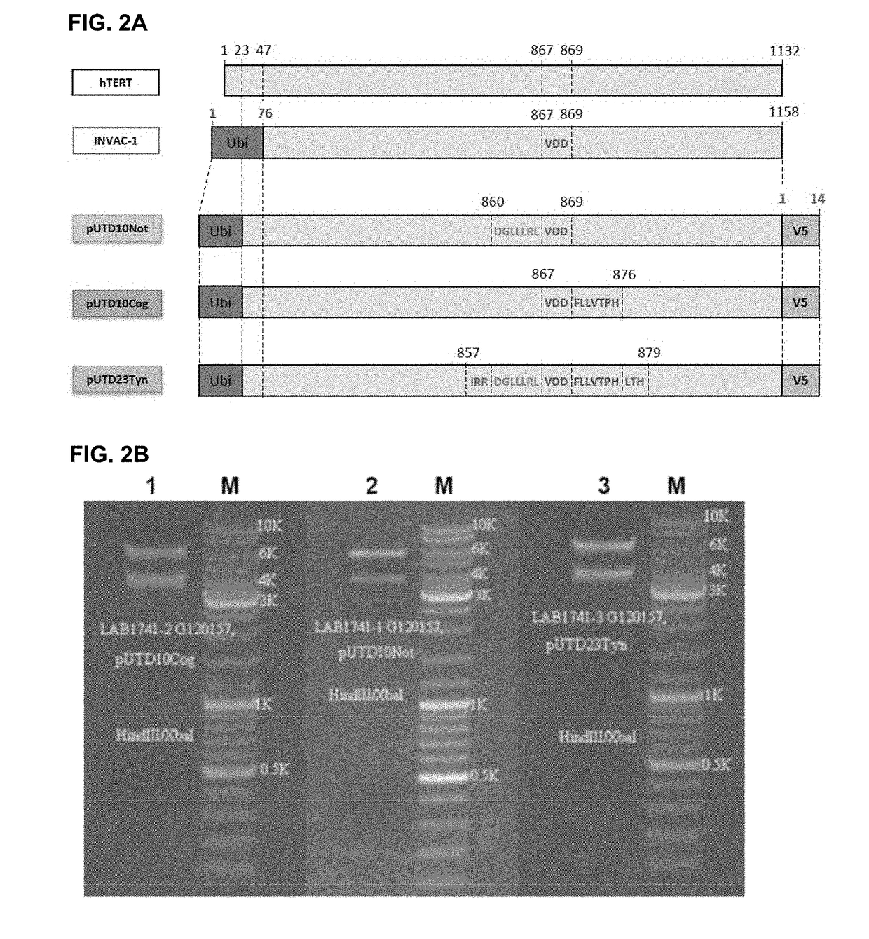 Telomerase encoding DNA vaccine