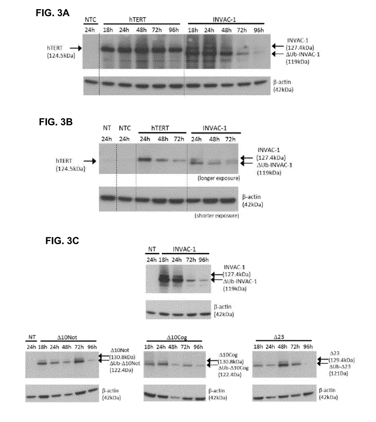 Telomerase encoding DNA vaccine